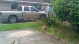 Раздразнила кошку - смотреть видео (1:19)