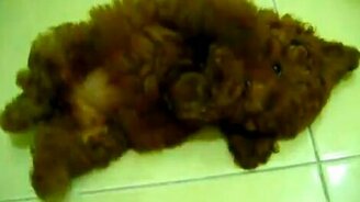 Плюшевый щенок - смотреть видео (0:26)