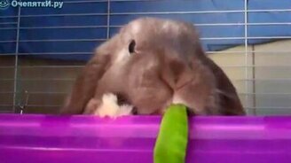 Кролик ест стручок - смотреть видео (0:42)