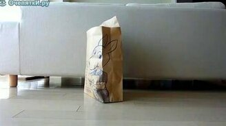 Кот в мешке - смотреть видео (0:11)