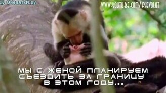 Обезьяна-стоматолог - смотреть видео (1:08)