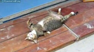 Кот с Таити - смотреть видео (0:08)