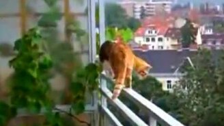 Кошки на высоте - смотреть видео (1:23)