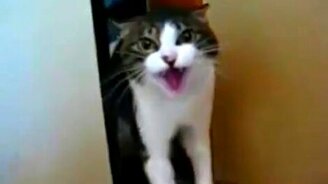 Боевой котяра - смотреть видео (0:45)