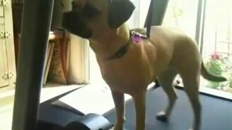 Пёс на дорожке - смотреть видео (0:39)