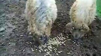 Свиньи как овцы - смотреть видео (0:17)