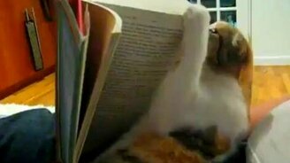 Любитель почитать - смотреть видео (1:04)