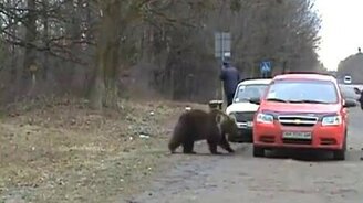 Встреча с дикой природой - смотреть видео (0:55)