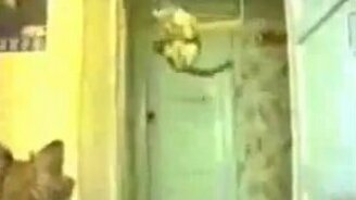 Забавные котики - смотреть видео (2:13)