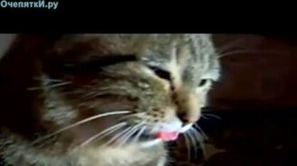 Зомби-кот - смотреть видео (0:17)