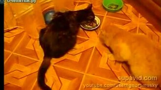 Совсем обнаглел - смотреть видео (0:34)