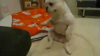 Танцующий бульдог - смотреть видео (0:22)