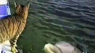 Кошка и дельфины - смотреть видео (1:49)