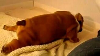 Учится ходить - смотреть видео (0:43)