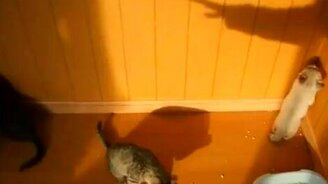 Игра с тенями - смотреть видео (1:02)