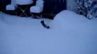 Котёнок-кенгурёнок - смотреть видео (0:16)