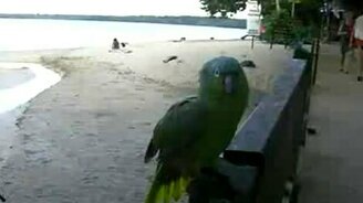 Попугай дразнилка - смотреть видео (2:04)