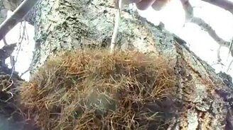 Стайка пауков - смотреть видео (0:43)