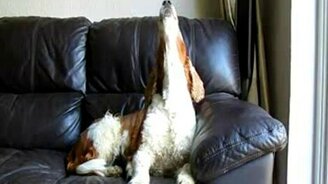 Собачья тоска - смотреть видео (1:40)