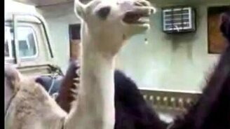 Разговорчивый верблюд - смотреть видео (0:23)