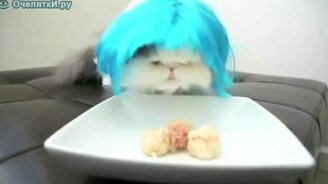 Кошка Мальвина - смотреть видео (1:10)