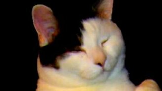 Кошачий танец - смотреть видео (1:30)