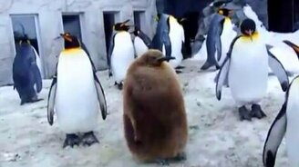 Полный игнор - смотреть видео (0:48)