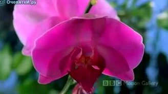 Цветы распускаются - смотреть видео (1:51)