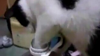 У кошки самообслуживание - смотреть видео (0:28)