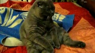 Толстяк перед ТВ - смотреть видео (1:04)