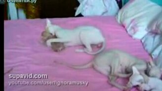 Воспитание котят - смотреть видео (0:40)