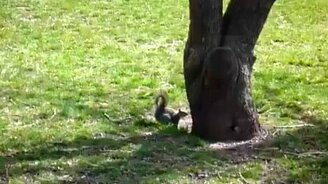 Белка против ветки - смотреть видео (0:31)