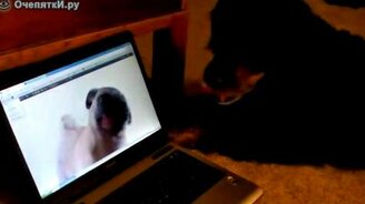 Пёс влюбился - смотреть видео (1:12)