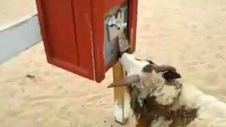 Умная коза - смотреть видео (0:44)