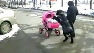 Няня-собака - смотреть видео (0:14)