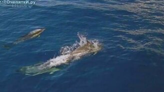 Стихия океана - смотреть видео (5:33)