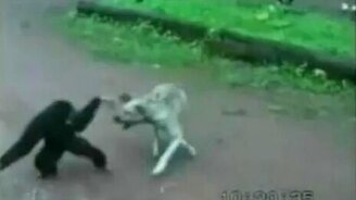 Макака дразнит пса - смотреть видео (0:12)