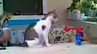 Гудок и кот - смотреть видео (0:07)