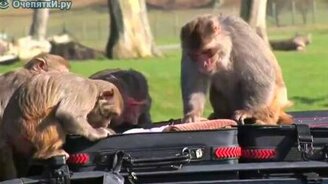 Наглые воришки - смотреть видео (0:37)