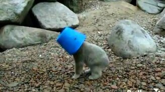 Синее ведёрко и медвежонок - смотреть видео (2:33)