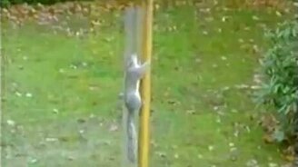 Беличья миссия - смотреть видео (0:49)