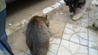 Обед - смотреть видео (0:46)