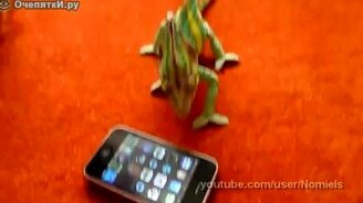 Хамелеон против ай-фона - смотреть видео (0:30)