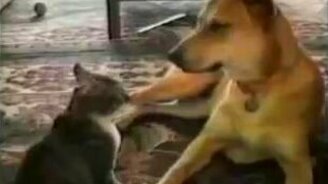 Падение кошек - смотреть видео (1:39)