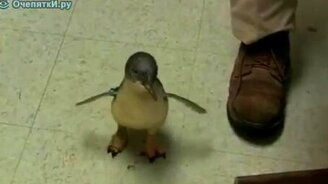 Щекотка пингвина - смотреть видео (0:22)