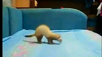 Игривый хорёк - смотреть видео (0:56)