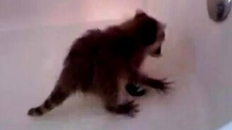 Енот в душе - смотреть видео (1:03)