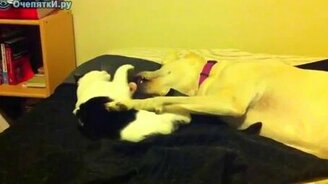 Пёс и кот - смотреть видео (1:20)