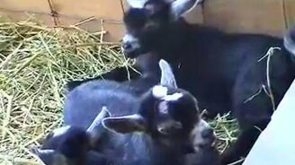 Бешеные козлята - смотреть видео (0:46)