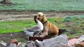 Собака и гусь - смотреть видео (2:18)